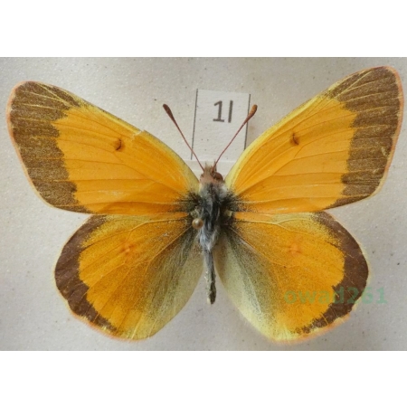 Colias hyperborea Grum-Grshimailo, 1899 male Kyrgyzstan1l